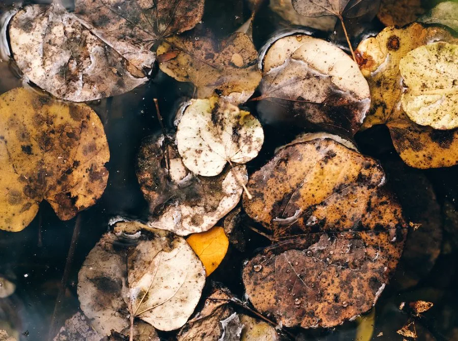 A picture of black mold on leaves