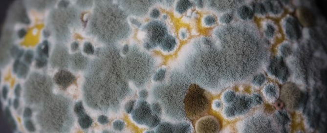 what does mold feed on -- mold up close