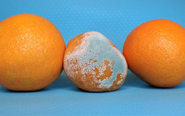 what causes mold to be fuzzy