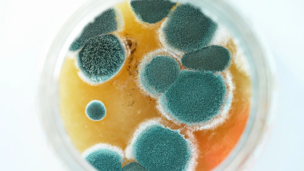 Mold spores in a Petri dish during mold removal in Phoenix, AZ.