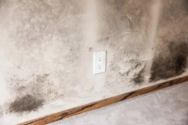 Mold and mildew damage caused by a leaking roof. Professional mold remediation in Sun City, AZ.